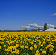 Daffodil-Festival-Image.jpg